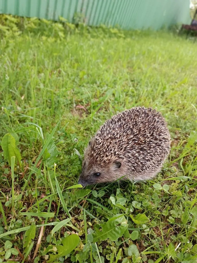 Khám phá giá trị của nhím trong đời sống và văn hóa dân gian