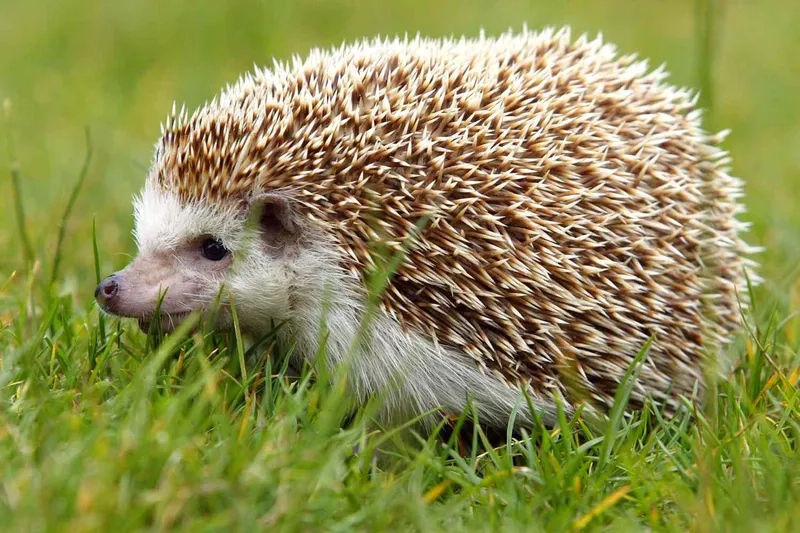 Nhím sinh sản như thế nào trong môi trường tự nhiên