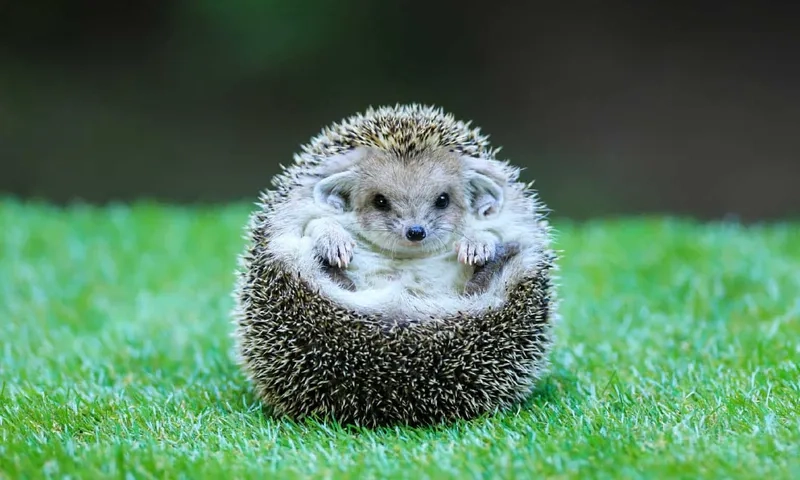 Nhím có tấn công người không khi bị đe dọa hoặc sợ hãi