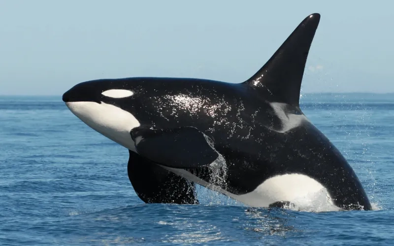 Orca teeth sắc nhọn giúp săn mồi hiệu quả