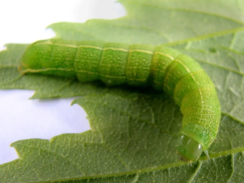 Theo dõi sâu xanh ăn lá sinh trưởng và phát triển