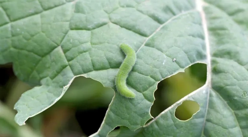 Sâu xanh ăn lá phát triển mạnh trong nông trại