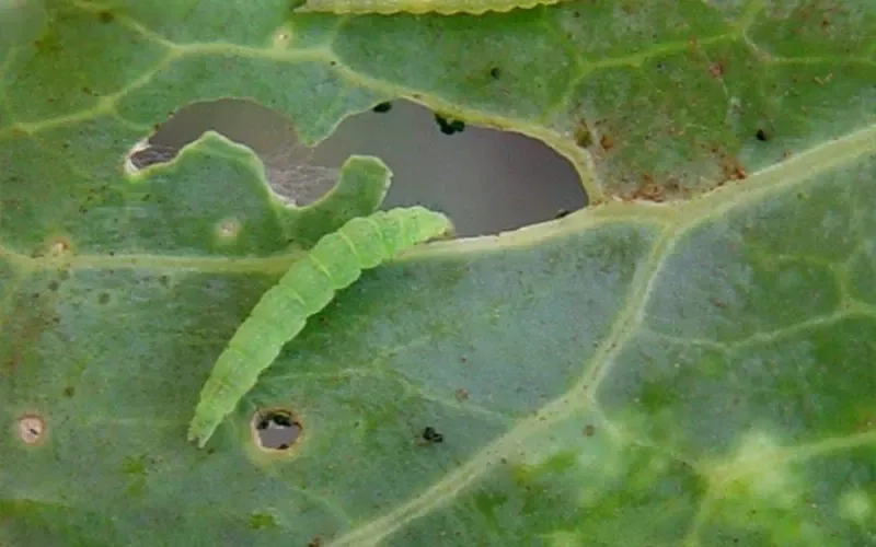 Sâu xanh ăn lá và năng suất cây trồng bị giảm