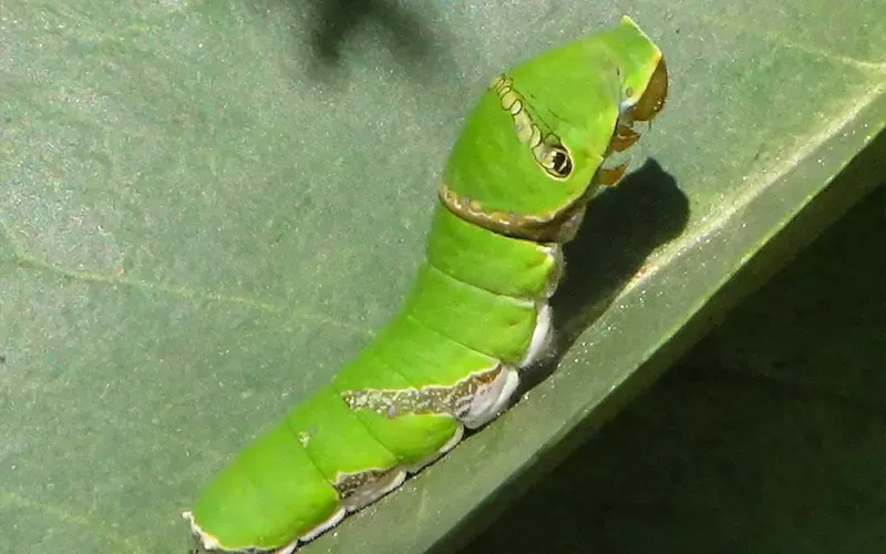 Quan sát sâu xanh ăn lá trên diện rộng trong nông nghiệp