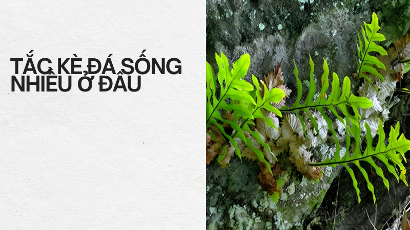 Tắc kè đá sống ở đâu nhiều nhất?