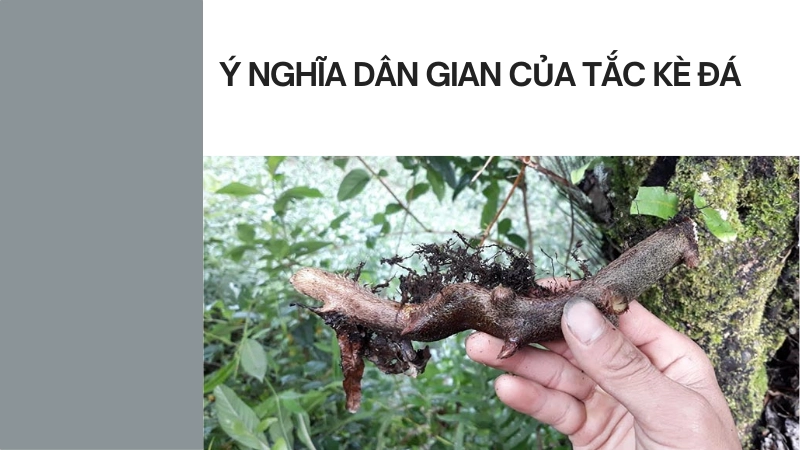 Tắc kè đá có ý nghĩa gì trong dân gian