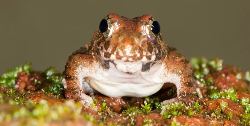 Xem kích thước nhái bén bụng trắng từ nhỏ đến vừa