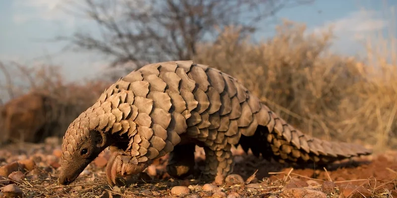 Tê tê thuộc loài thú có vảy độc đáo và quý hiếm
