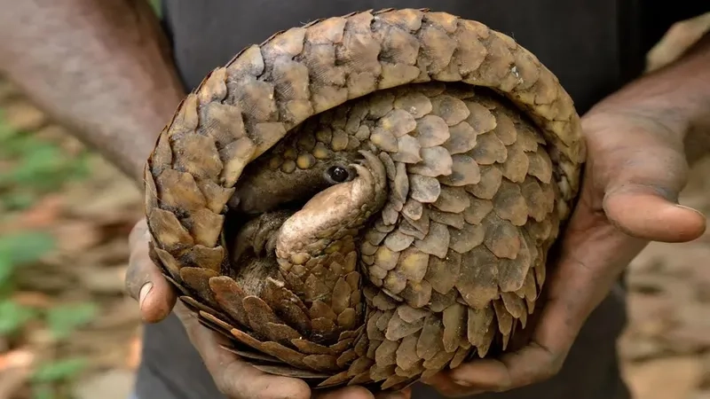 Tê tê và luật pháp Việt Nam nghiêm cấm săn bắt trái phép