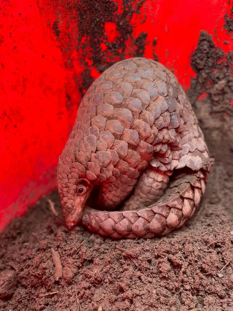 Tê tê có ích hay hại trong tự nhiên là loài côn trùng ăn