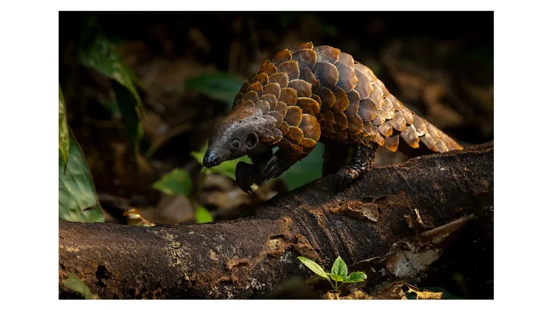 Tê tê và môi trường sống bị thu hẹp bởi nạn phá rừng