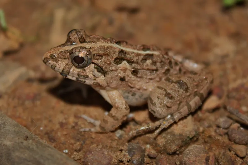 Khám phá nhái bén bụng trắng sống ở đâu quanh làng quê