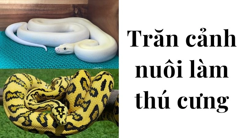 Bản năng săn mồi và những cú táp bất ngờ