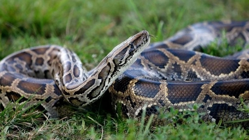 Áp lực tài chính và không gian sống gò bó