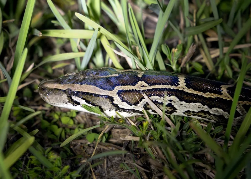 Trăn đất có bảo vệ không trong các khu bảo tồn thiên nhiên