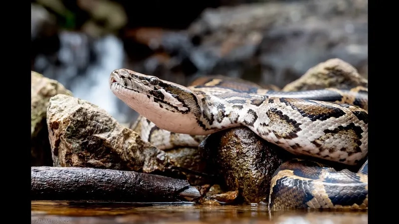 Trăn đất ngoài tự nhiên di chuyển nhẹ nhàng và kín đáo