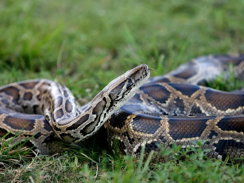 Khám phá trăn đất là gì trong tự nhiên Việt Nam