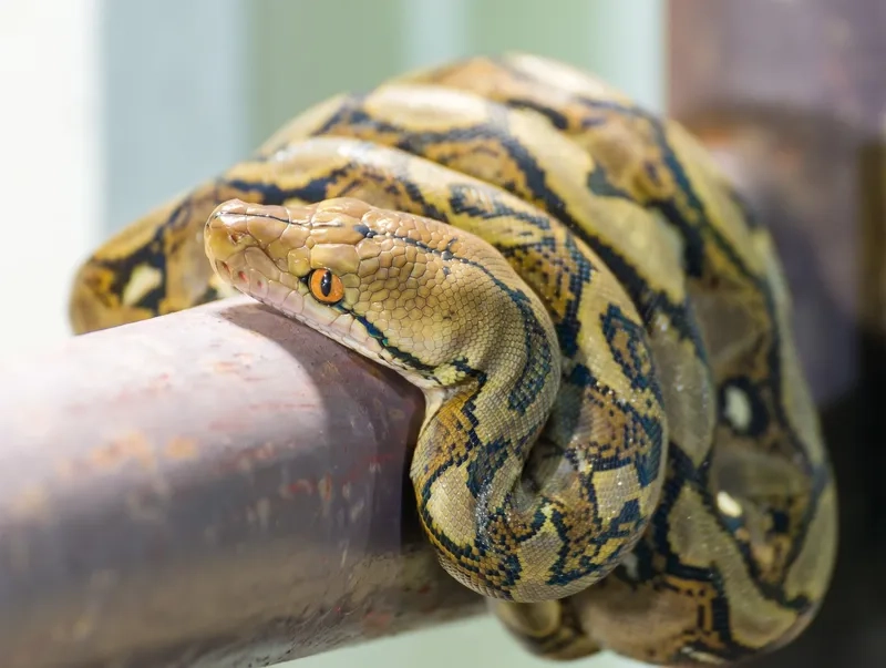 Tìm hiểu trăn gấm ăn gì để sinh tồn