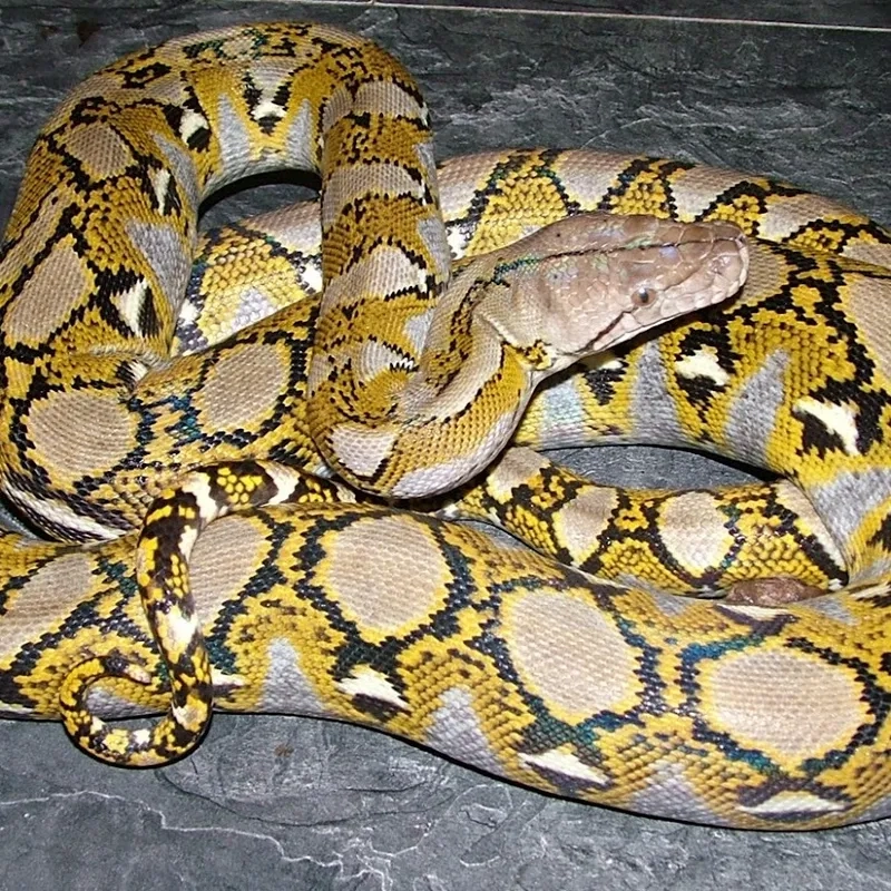 Trăn gấm sống ở đâu trong rừng Đông Nam Á