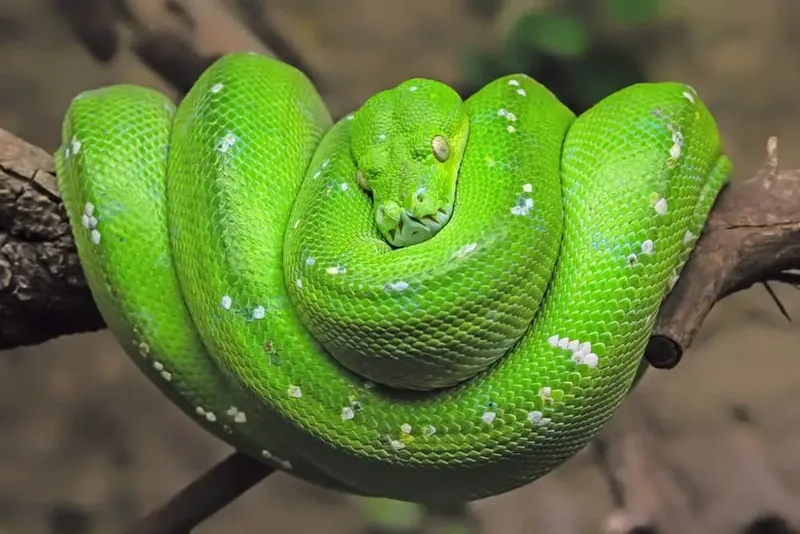 Trăn xanh có hiếm không trong các khu rừng Việt Nam