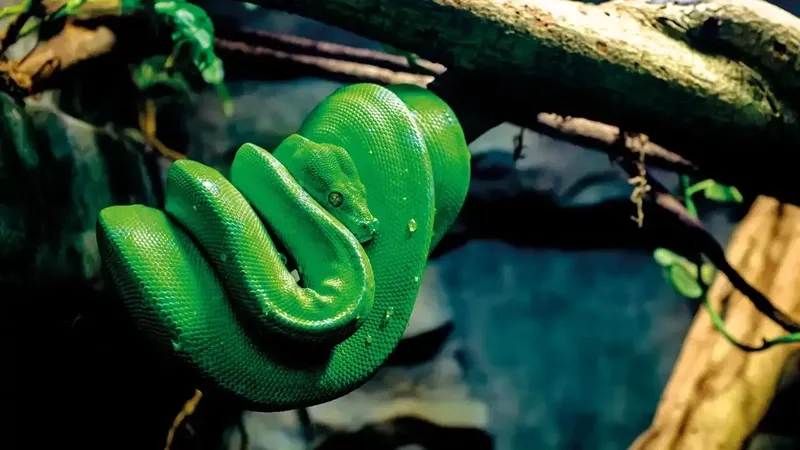 Trăn xanh có bảo tồn không để duy trì quần thể tự nhiên