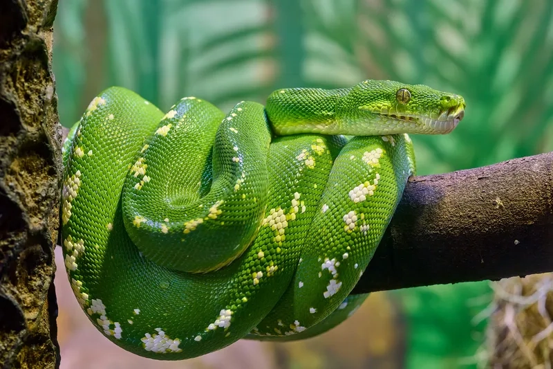 Trăn xanh kích thước trung bình nhưng linh hoạt và nhanh