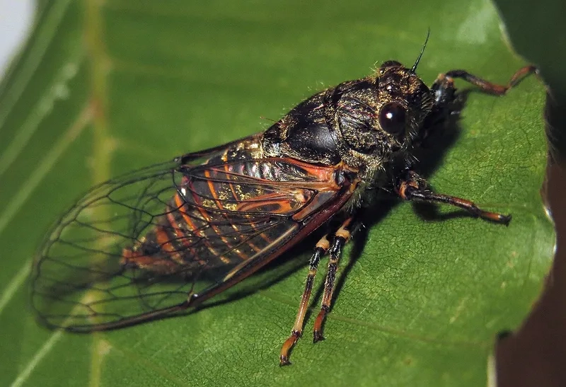 Nghe ve sầu kêu ban ngày giữa mùa hè rực rỡ