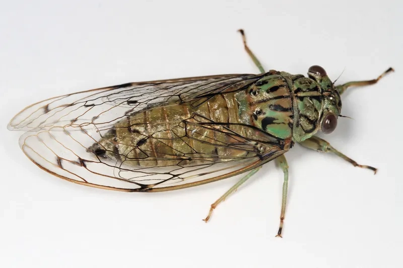 Ve sầu xuất hiện nhiều làm không gian thêm sống động