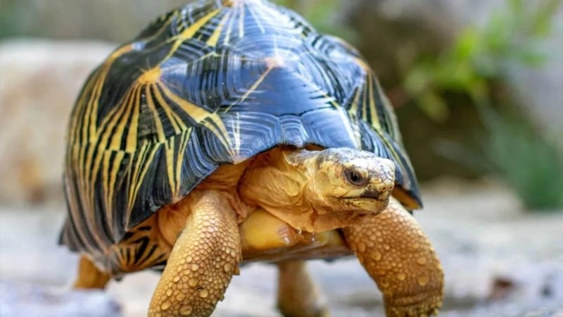 Rùa cạn (Tortoise) – Người bạn đồng hành bền bỉ