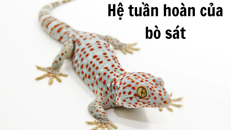 Cấu trúc tim ba ngăn đầy khác biệt của bò sát