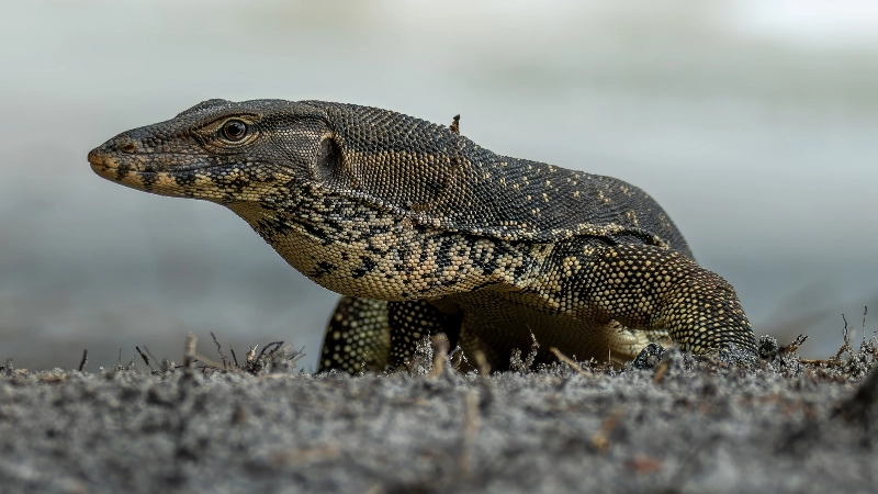 Cơ chế phân tách máu thông minh và linh hoạt