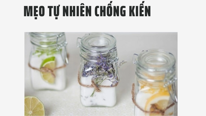 Trải nghiệm dùng nguyên liệu tự nhiên đuổi kiến